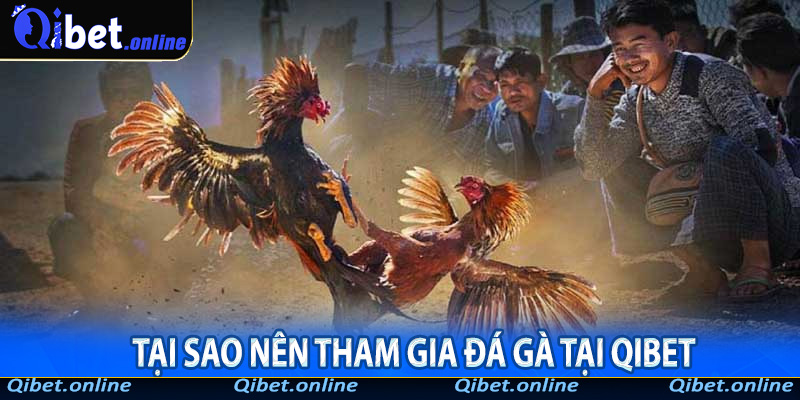 Tại sao nên tham gia đá gà tại QiBet