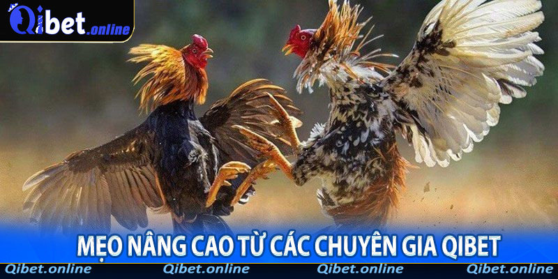 Mẹo nâng cao từ các chuyên gia QiBet