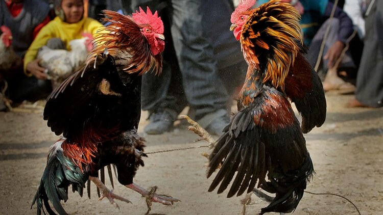 Trải Nghiệm Đá Gà Cựa Sắt Trực Tuyến