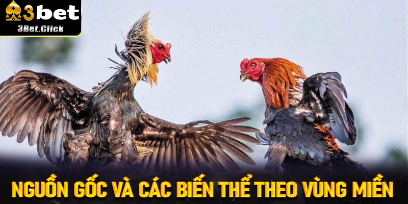 Hành trình từ chuồng gà đến sàn đấu – Câu chuyện Đá Gà Cựa Sắt